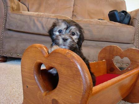 black-and-whtie-female-havanese-puppy-found-home-from-utah-to-arizona-breeder